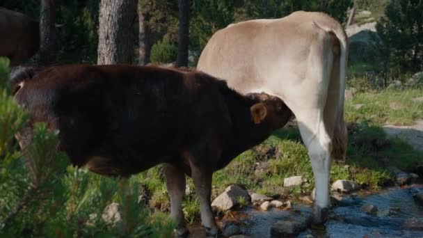 Skot Svobodné Pastvině Blízkosti Horské Řeky Telata Zadek Krávy Maminky — Stock video