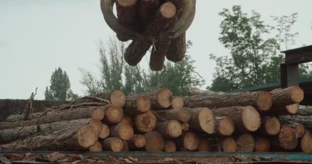 Timber Industry Works Log Grub Crane Puts Tree Trunk Belt — Stock Video