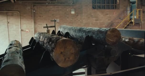 圆木在锯木厂的皮带上移动到锯齿机上 木材厂的松树树干 硬木加工的工业概念 — 图库视频影像