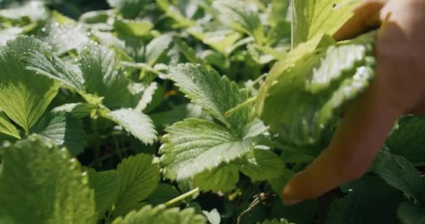 Kadının Eli Yakından Kesilmiş Çilek Yaprağı Sebze Meyve Bahçesi Bakımı — Stok video