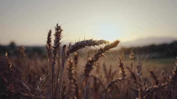 Плохо Выращенные Шипы Пшеницы Летней Засухи Долго Дождя Рожь Сельскохозяйственном — стоковое видео