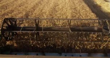 Buğday hasat ediliyor yavaş çekim. Çalışan hasat makinesinin kabininden görüntüle. 