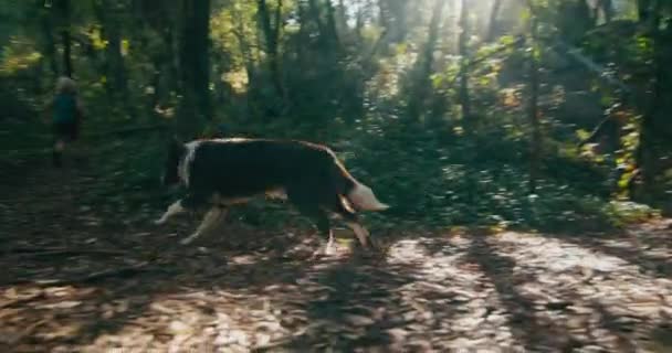 Contented Domestic Dog Run Green Forest Sunny Day Walk Owner — Stock Video