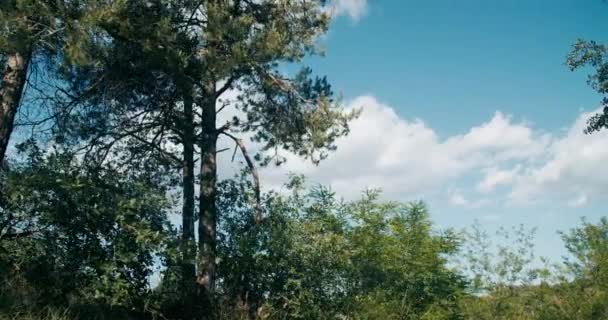 Zielony Liść Drzew Niebieskie Zachmurzone Niebo Tło Powolny Ruch Gładki — Wideo stockowe