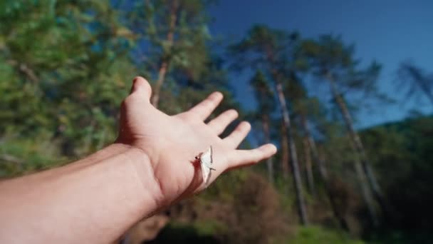 Person Strzał Perspektywy Męskiej Ręki Siedzącym Motylem Nim Letni Dzień — Wideo stockowe