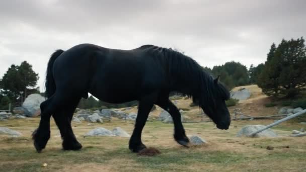 カントリーサイドの景色 美しい風景で山の牧草地に放牧するピューレッドブラック馬 — ストック動画