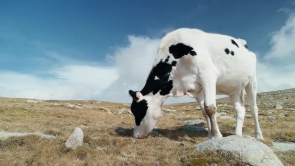 Yüksek Rakımlı Dağ Otlaklarında Otlayan Beyaz Siyah Süt Ineği Tepedeki — Stok video