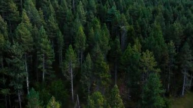 Huzurlu bir orman, uzun, canlı ağaçlarla dolu, sakin bir çevrede güzellikler sergiliyor. Yukarıdan aşağıya hava görüntüsü