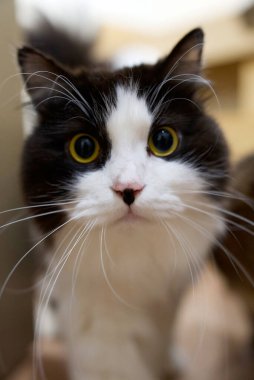 Büyük gözlü siyah beyaz evcil kedi..