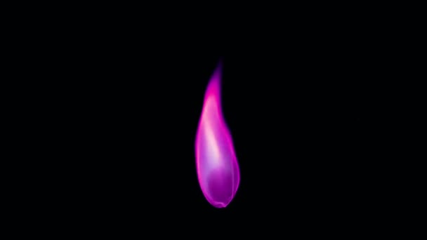 Aislamiento Llama Vela Púrpura Animación Pantalla Negra — Vídeo de stock