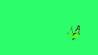 Animation green butterfly flying isolate on green screen.