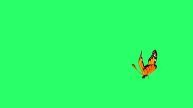Animation orange butterfly flying isolate on green screen.