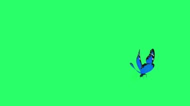 Animation blue butterfly flying isolate on green screen.