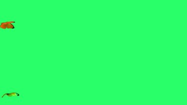 Animation orange butterfly flying isolate on green screen.
