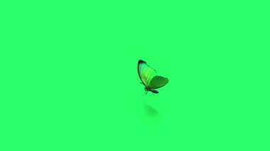 Animation green butterfly flying isolate on green screen.