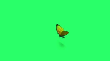 Animation yellow butterfly flying isolate on green screen.