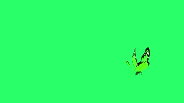 Animation Green Butterfly Flying Isolate Green Screen — Stockvideo