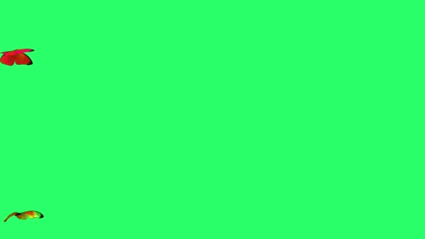 Animation Red Butterfly Flying Isolate Green Screen — Vídeo de stock