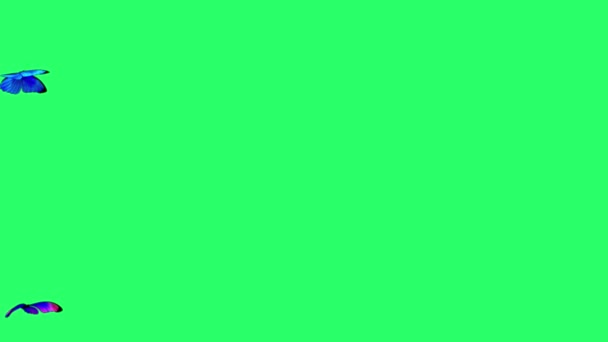 Animation Blue Butterfly Flying Isolate Green Screen — Vídeo de Stock