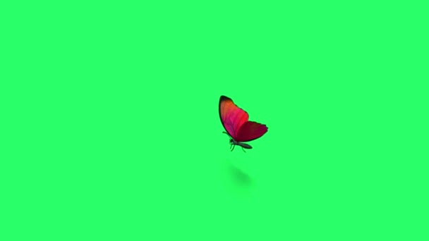 緑の画面に隔離されたアニメーション赤い蝶の飛行 — ストック動画