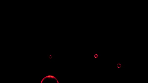 Animation Red Water Bubbles Floating Black Background — 비디오
