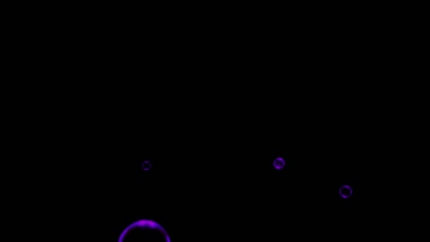 Animation Purple Water Bubbles Floating Black Background — стоковое видео
