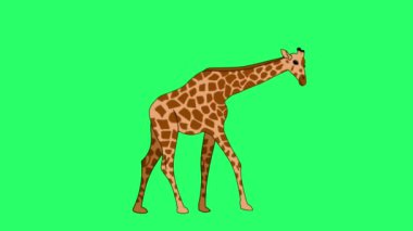 Animation giraffe isolate on green screen.