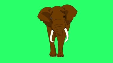 Animation elephant isolate on green screen.