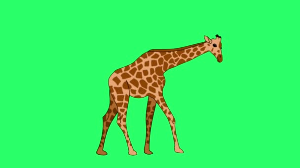 Animation Giraffe Isolate Green Screen — стоковое видео