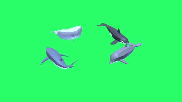 Animación Delfín Aislado Pantalla Verde — Vídeos de Stock