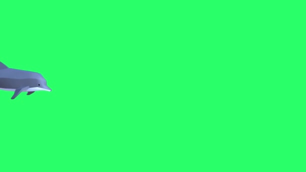 Animation Dolphin Isolate Green Screen — Stock Video