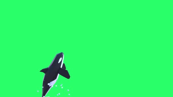 Animation Dolphin Isolate Green Screen — Stock Video