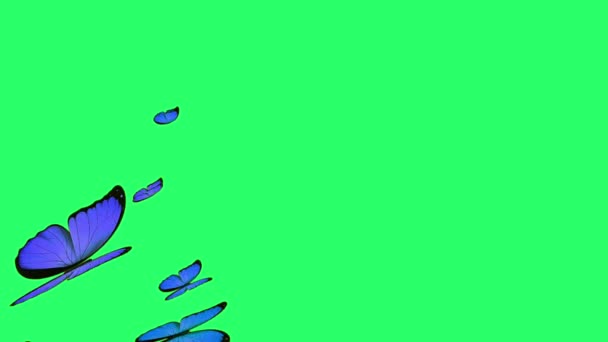 緑の背景に飛ぶアニメーション青蝶 — ストック動画
