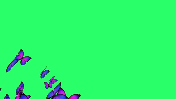动画蓝蝴蝶在绿色背景下飞翔 — 图库视频影像
