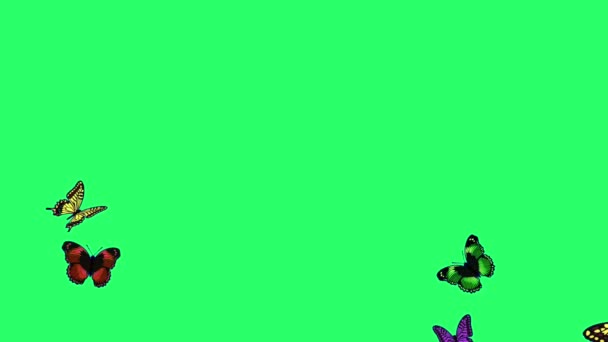 Animation Orange Butterfly Flying Green Background — Stock Video