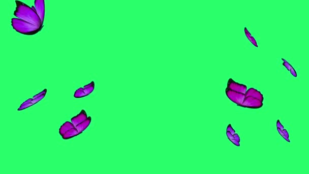 动画紫色蝴蝶在绿色背景上飞翔 — 图库视频影像