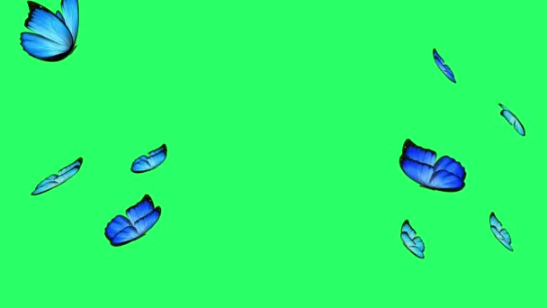 Animación Mariposa Azul Volando Sobre Fondo Verde — Vídeos de Stock