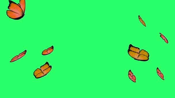 Animation Orange Butterfly Flying Green Background — Stock Video