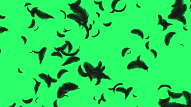 Animación Pluma Negra Flotando Sobre Fondo Verde — Vídeo de stock