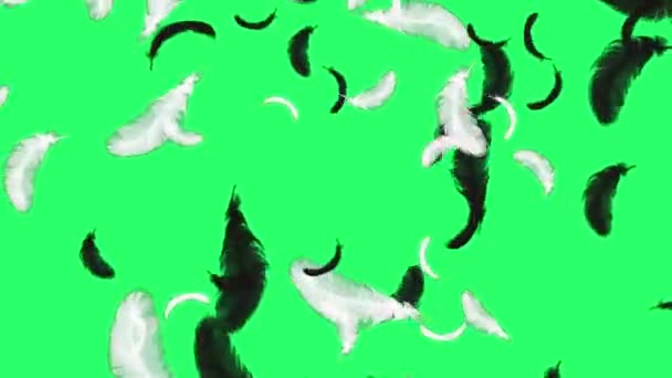 动画黑色羽毛漂浮在绿色背景上 — 图库视频影像