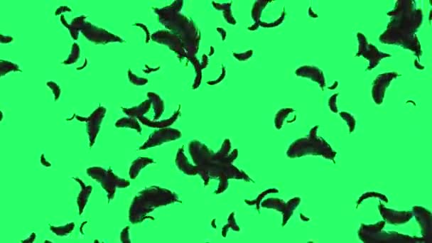 Animation Black Feather Floating Green Background — Stock Video
