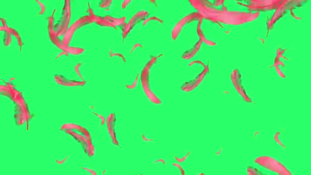 动画红羽毛在绿色背景上飘扬 — 图库视频影像