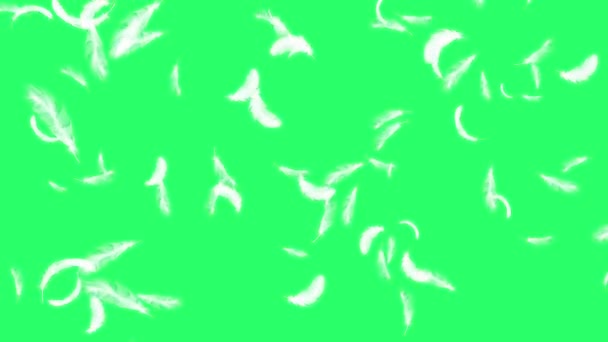 Animation White Feather Floating Green Background — Stock Video