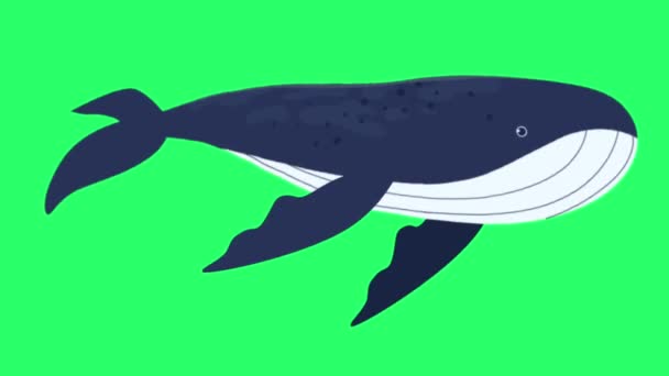 Animation Blue Whale Isolate Green Screen — Stock Video