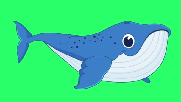 Animacja Izolat Płetwala Błękitnego Zielonym Ekranie — Wideo stockowe