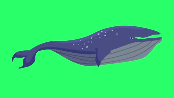アニメーションブルークジラは緑色のスクリーンで分離します — ストック動画