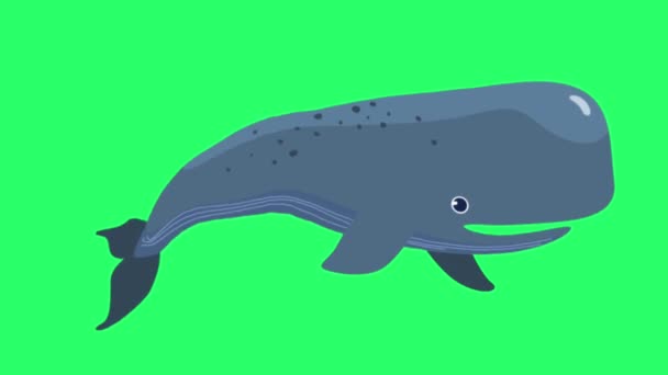 动画蓝鲸在绿色屏幕上隔离 — 图库视频影像