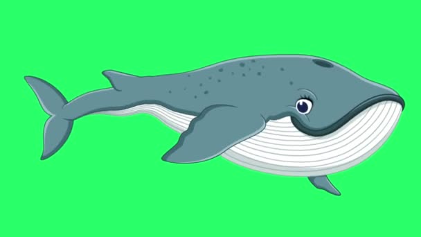 Animation Blauwale Isolieren Auf Grünem Bildschirm — Stockvideo