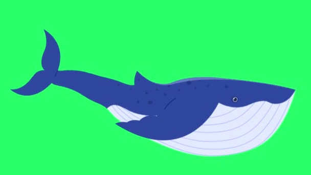 Анімація Синього Кита Ізольовані Зеленому Екрані — стокове відео