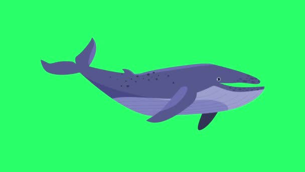 Animation Μπλε Φάλαινα Απομονωθεί Στην Πράσινη Οθόνη — Αρχείο Βίντεο